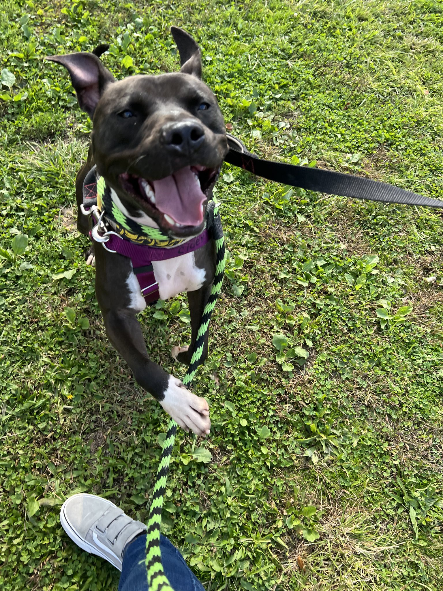 Pennsylvania Spca Central Pa Center In Danville Adoption - mqqk6i8