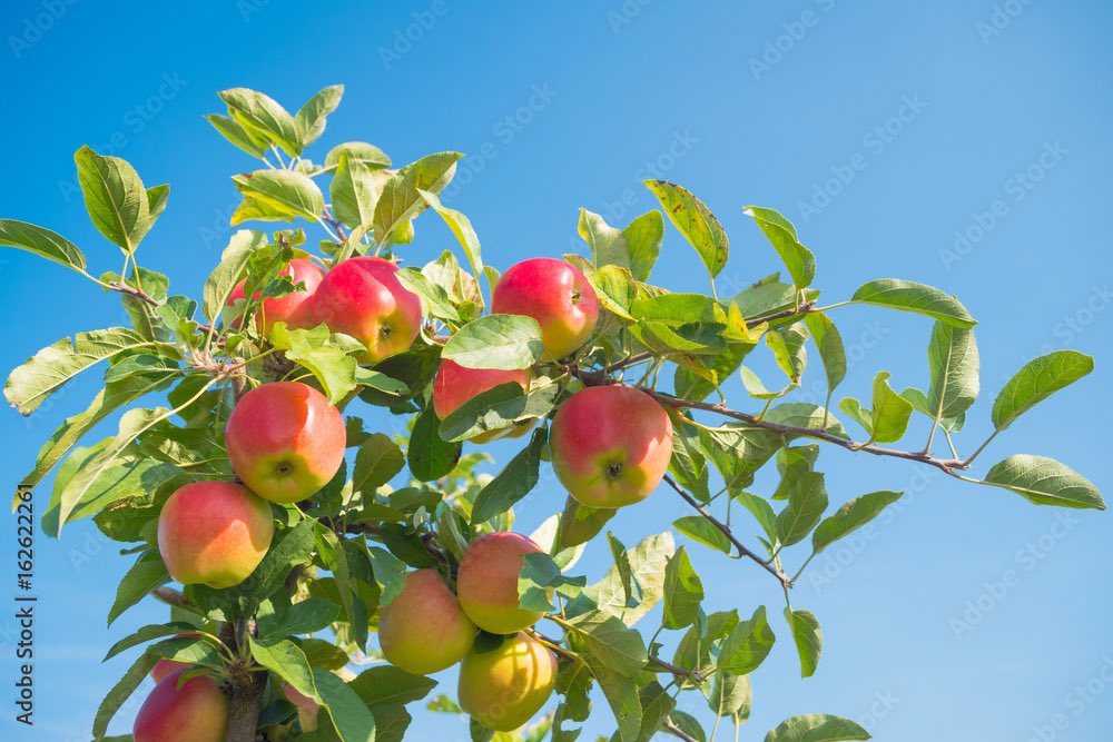 Bell Nursery on Twitter "Creating your very own at home orchard is fun