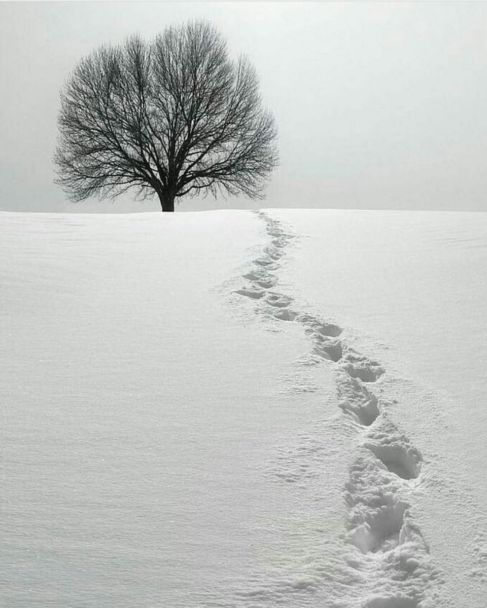 instagram.com/p/CovNao0Sw2_/…

雪の足跡

#snowlandscape
#snowscene
#larcenciel