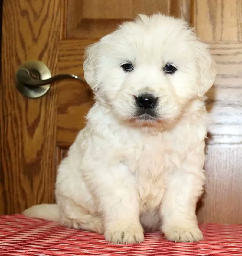 PuppyPawPost's tweet photo. How cute is Brenda?! https://t.co/BzWJW7JENX
