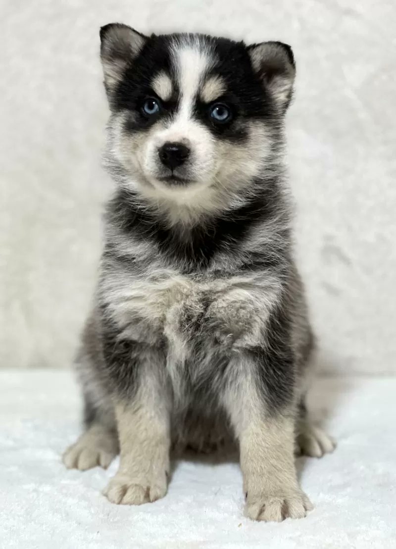 PuppyPawPost's tweet photo. This Pomsky puppy Tiger wants to join your home! https://t.co/RlWL6GaNby