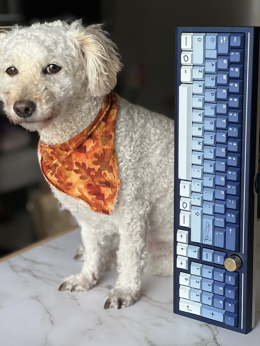 TimKeyLess's tweet image. When you buy another keyboard and not kibble