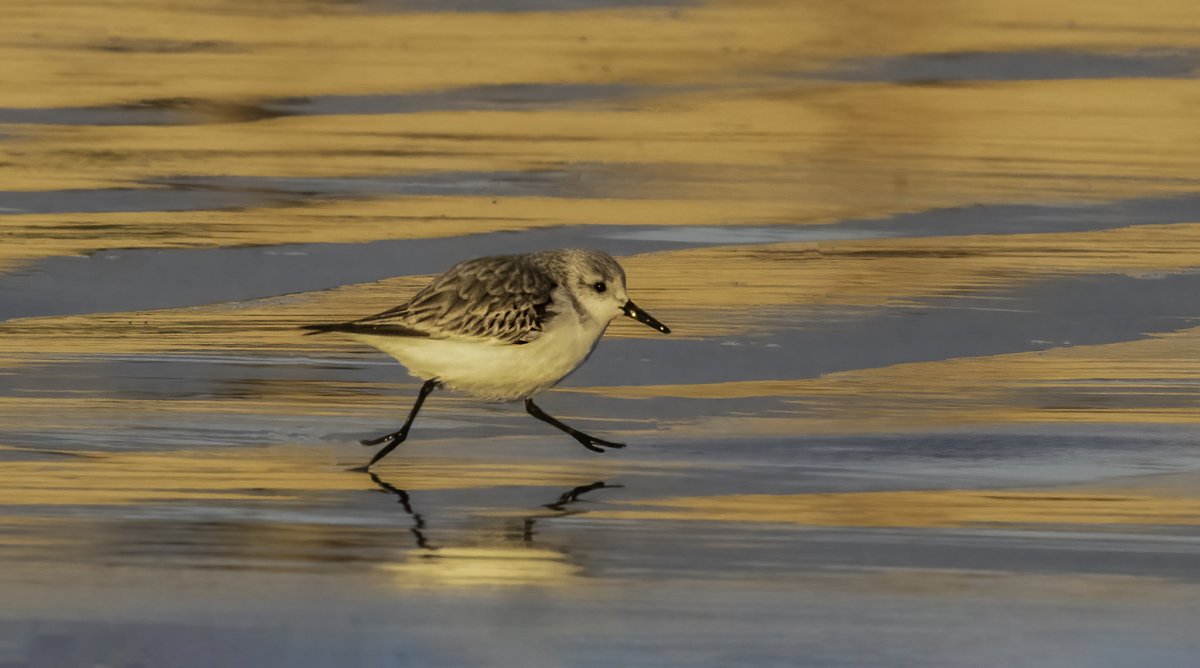 Wonderful early morning light on the beach at Essaouira in Morocco. #sanderling #birds #waders #sunrise #birdphotography