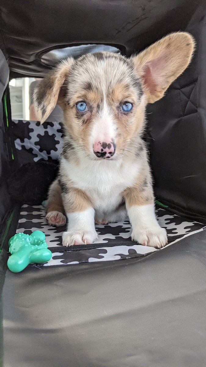 Picklesthecorgi's tweet image. Just a #gerkin