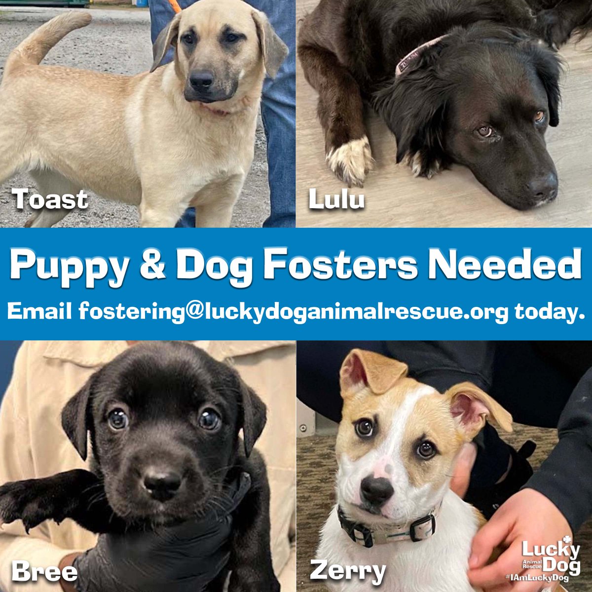 Our Lucky Dogs still need fosters to escape the shelter this weekend! We have quite a few puppies &amp; dogs under 40 pounds desperate to find a foster so we can confirm their spot on the transport van. Email us at fostering@luckydoganimalrescue.org to let us know who you can foster.