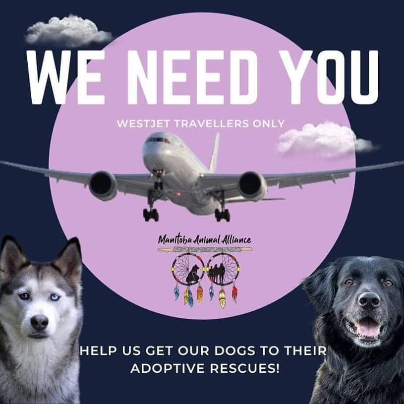 WESTJET FLYERS URGENTLY FROM WINNIPEG TO TORONTO No cost to you for the kennels. We handle everything from getting the dogs to airport to getting them thru customs check. Kennels just added to your ticket. 204 880 9220