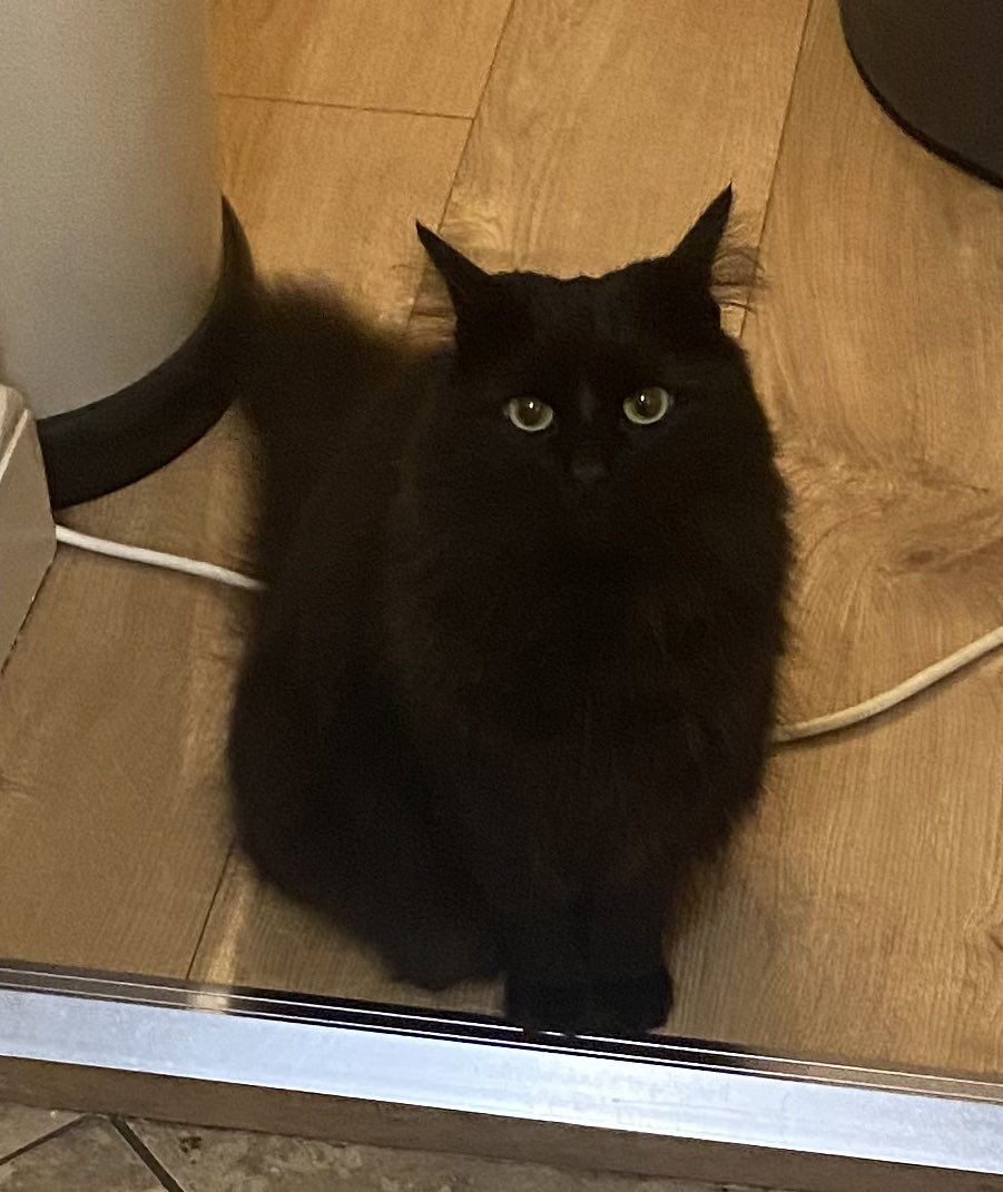 Dr Monica Pereira tweet media