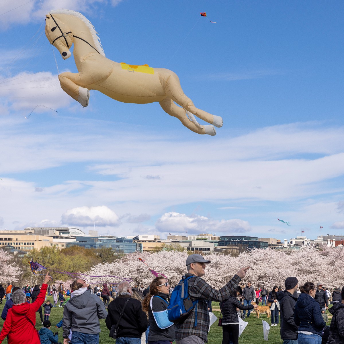 CherryBlossFest's tweet photo. Who is ready to see thousands of kites fly over the National Mall on 3/25?! 🙋♀️
#SpringOn the fun at the Washington Monument Grounds w/ #BlossomKiteFestival presented by @Hilton w/ activities, competitions, performances, & more! 🌬️🪁 🌞
Add to calendar⤵️
https://t.co/4doRdNrCzj https://t.co/jvpmb1EjSh