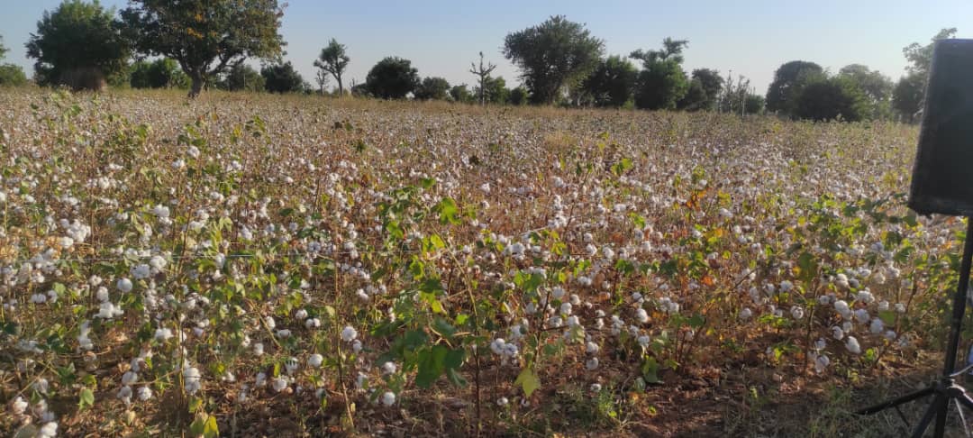 AAFDI_NGO's tweet photo. Cotton field day @ AAFDI https://t.co/HQm1Fm0n6K