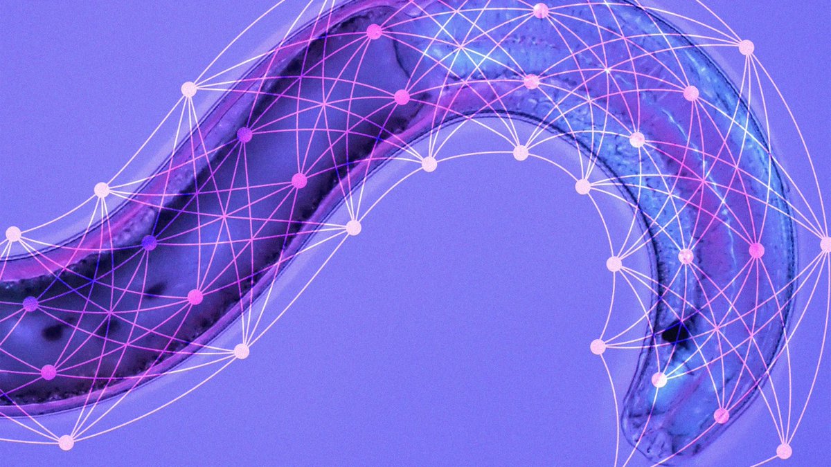 CaraSantaMaria's tweet image. Researchers discover a more flexible approach to machine learning via 'liquid' neural nets.
#NeuralNets #Neurons #AI #MachineLearning #ComputerScience
quantamagazine.org/researchers-di… via @QuantaMagazine