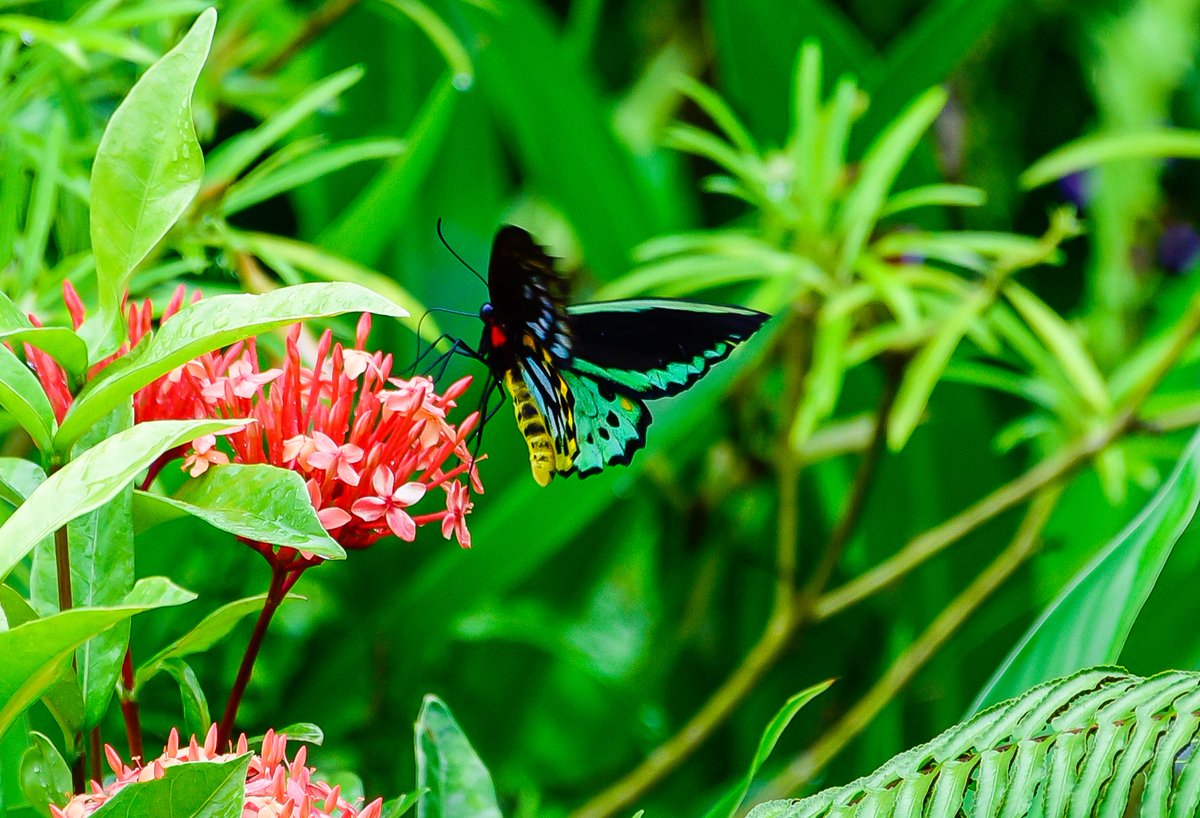 All the rain we've had appears to have made the ixoras more attractive to our Cairns Birdwing butterflies. This is the more colourful male. 🦋 #GardenMoment #FridayPhoto