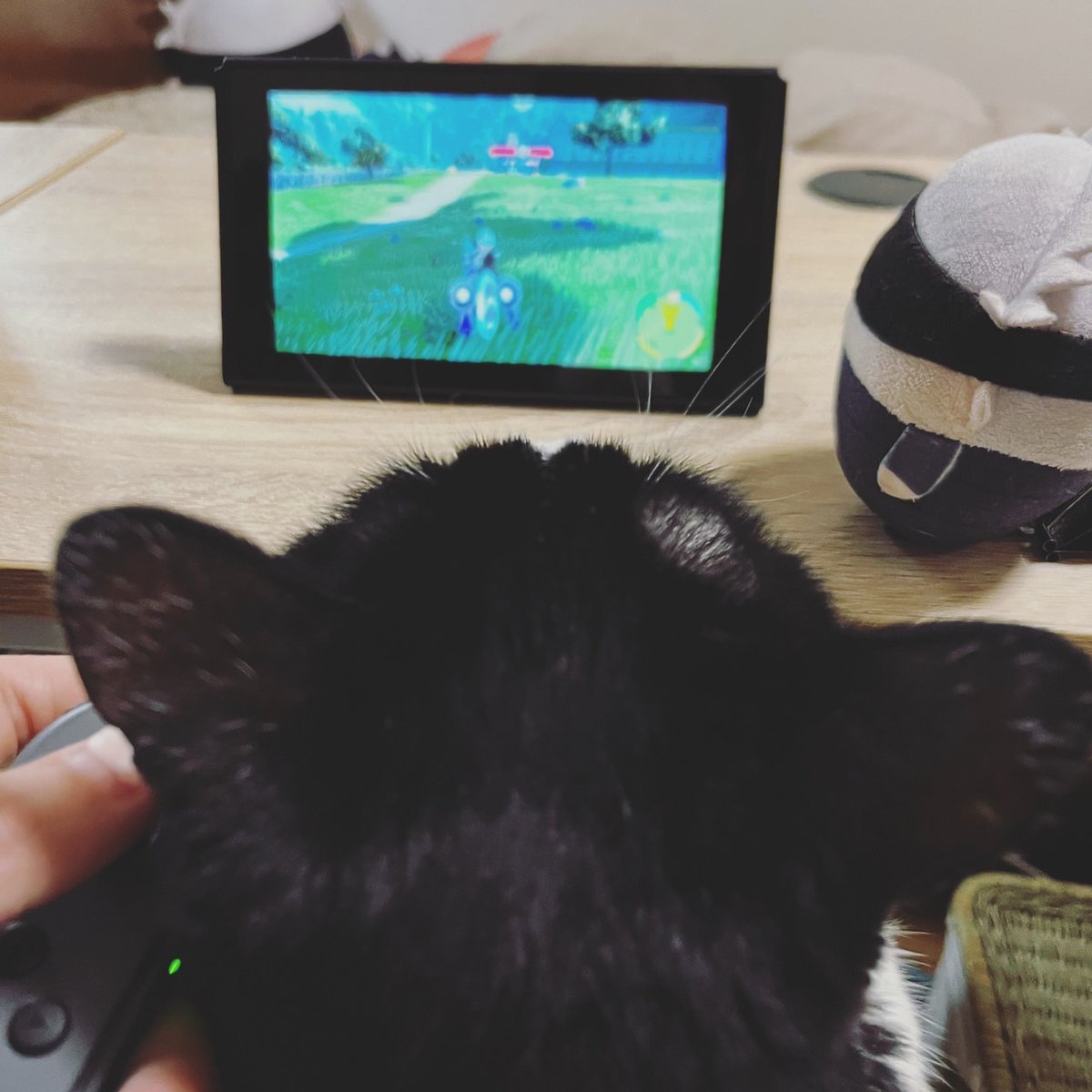 猫飼いのポケマスターにおすすめだぜ 