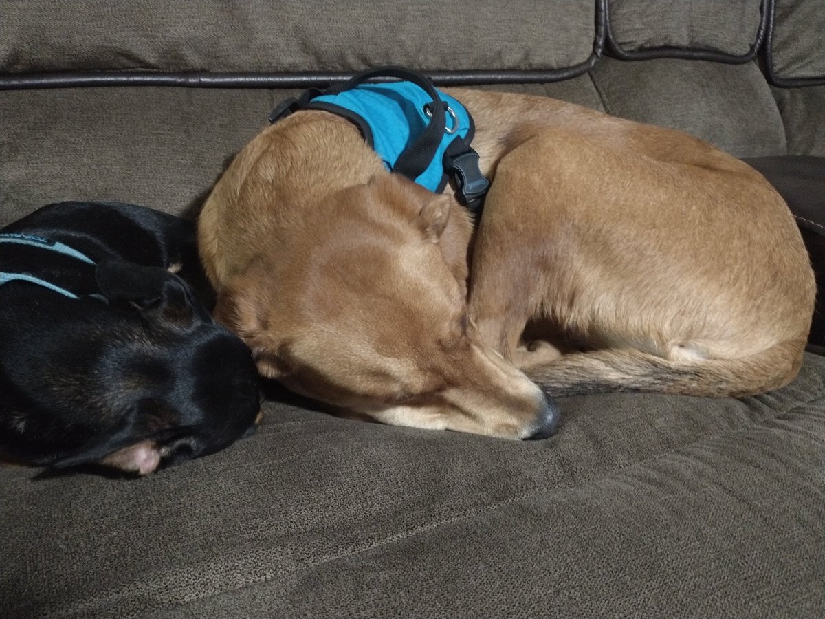 soon_rook's tweet photo. #hobbystreak day 11- i forgot how long it takes for vallejo mud effect to dry.  So that was todays hobby time. Ao here is some sleepin pups #warhammer40k #cutepets #cutedogs https://t.co/unLvm9pJ1L