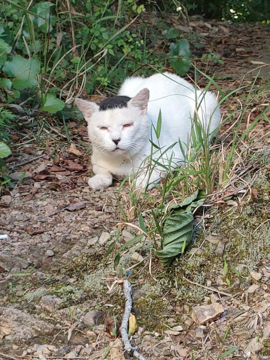 sakuraneko2222's tweet photo. 保護猫界のシンデレラボーイ❣️
磯辺海苔男🍙
海苔男掲載されるといいなぁ🥹

 #BRUTUS犬猫写真グランプリ 応募完了！🐶🐱

保護猫の存在が少しでも注目されますように⭐️
殺処分0にガチでしたいの😭
頑張るもん😂

 #磯辺海苔男
 #保護猫
 #野良猫
 #猫
 #櫻園
 #殺処分0

https://t.co/HeEdBZg0sx https://t.co/IhcEPeBQOK