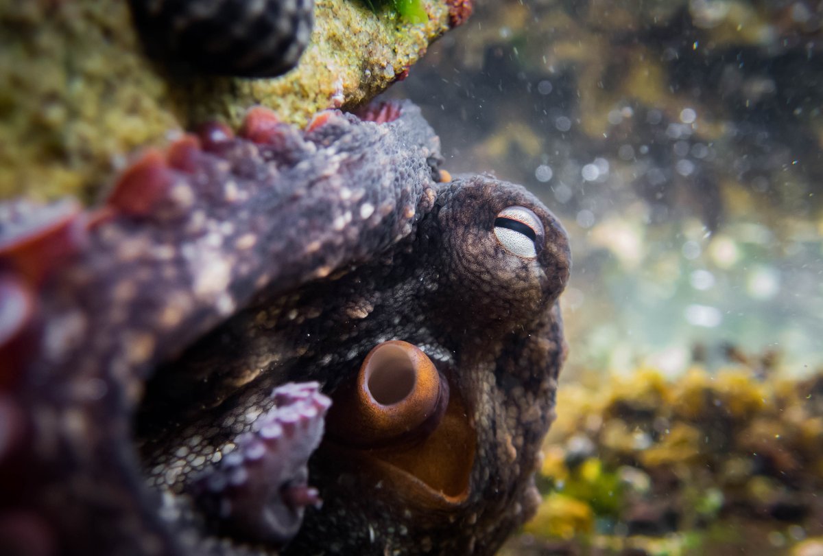 Niki Hubbard 🐙🌊🦀 nikihubbard.bsky.social tweet media