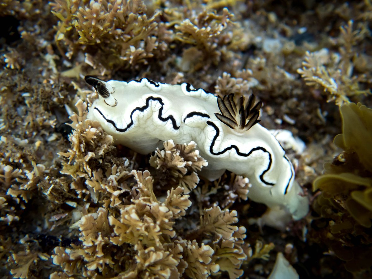 Niki Hubbard 🐙🌊🦀 nikihubbard.bsky.social tweet media