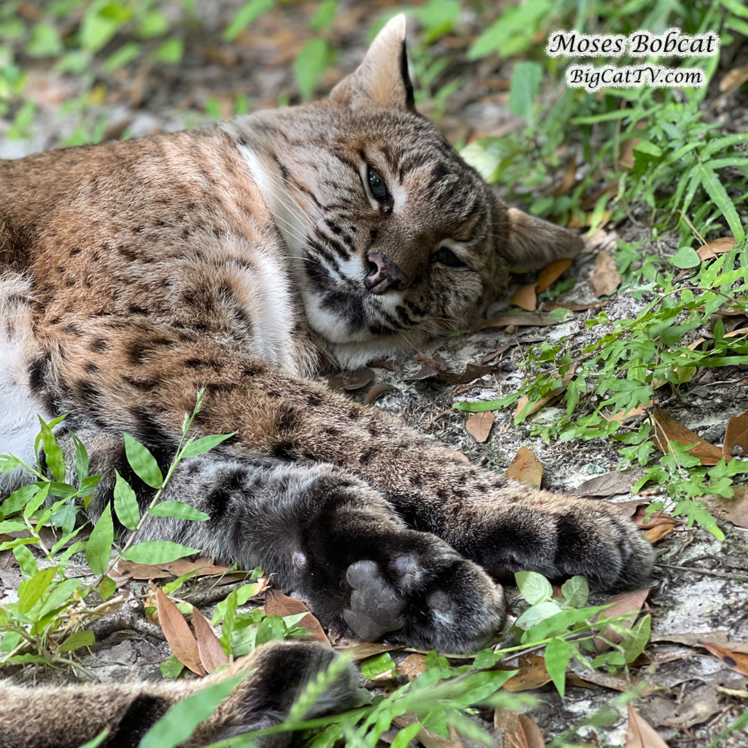 Moses Bobcat says, 'GOODNIGHT, FRIENDS!'

#BigCatRescue #bigcats #cat #cats #bobcats #wildcats #sleep #sleepingbeauty #sleepycat #goodnight #goodnightworld #sanctuary #sanctuarylife #Moses #friends #adorable #cute #cutecat