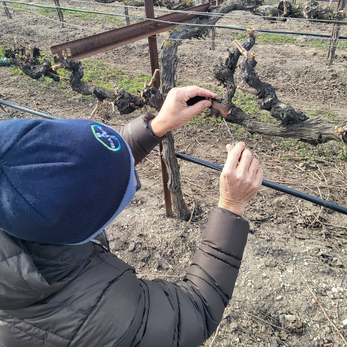 SoniaRios84's tweet photo. Several of us Bayer folks where out in the vineyard🍇 today scouting🔍 for mealybugs 🧐 on the central coast for a potential research site. We have such great collaborators! Was a little chilly out, but a good day to be outside! 
@Bayer4CropsUS @Bayer #bootsontgeground #caipm https://t.co/UHTMU2xR4S