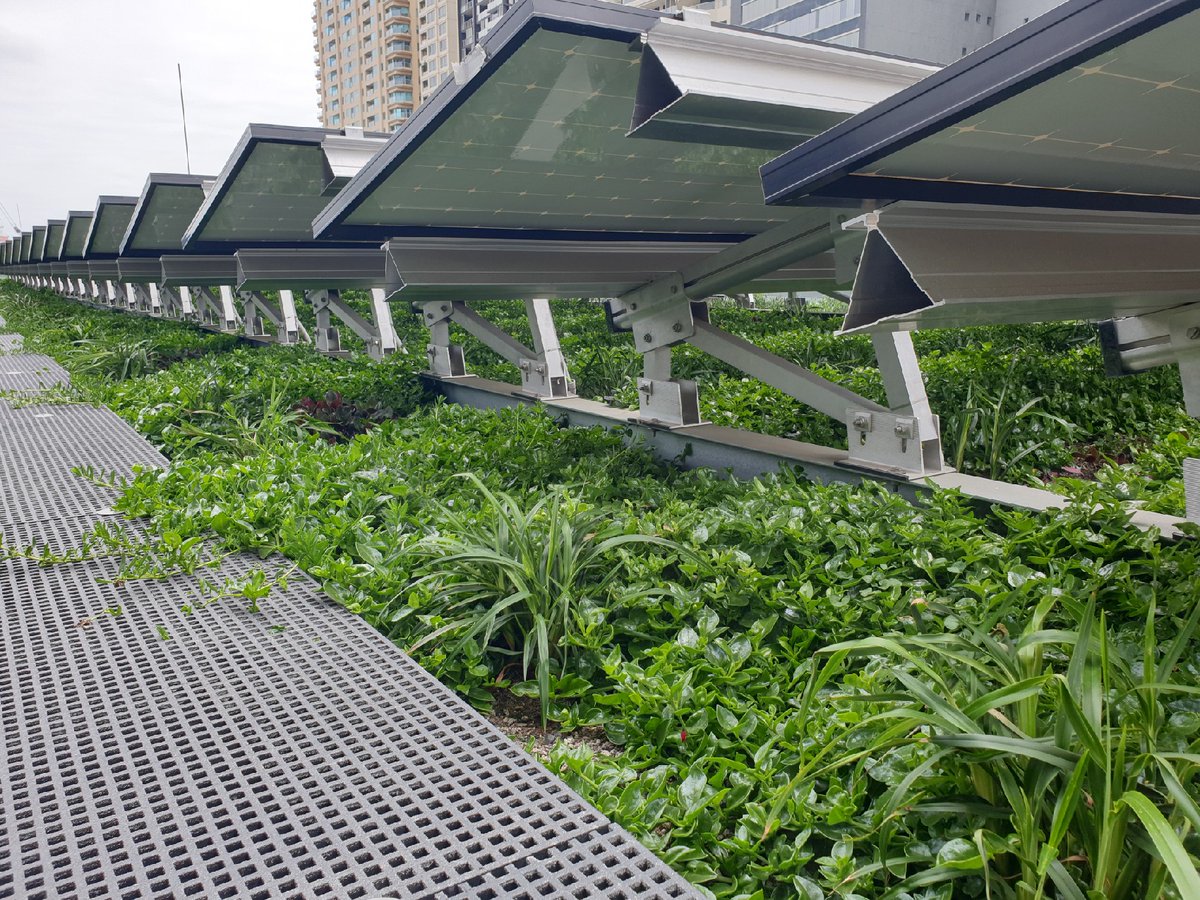 plants_uts's tweet photo. Live + green on your @ABCTV screen 7:30 tonight🌱Dr Irga @LabHydroculture  talks to @ClarenceSlockee  from Gardening Australia on the benefit of biosolar roofs + our research on @Lendlease @Barangaroo solar green roof! @RHC_Fleck @UTS_Science @UTSEngage @CostasGarden https://t.co/NDHwv5N2g7