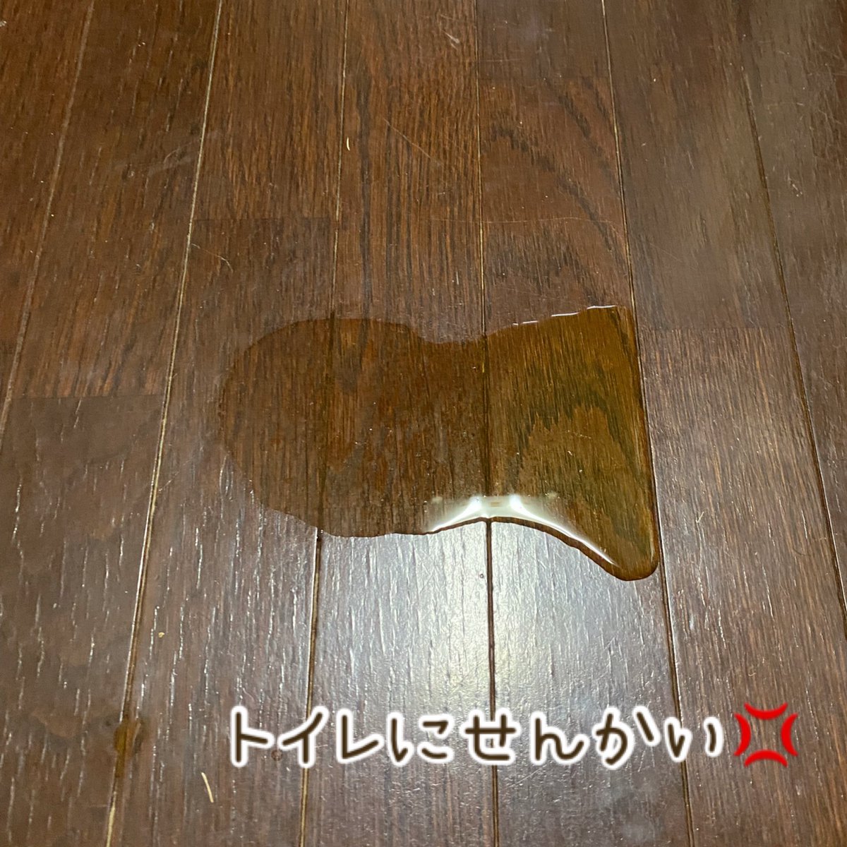 cyaaboooo's tweet photo. ⭐️4ヶ月になりました⭐️

『前方後円墳』に見える‼️
トイレにしてぇ〜🙏

#前方後円墳 #犬 #犬の赤ちゃん #ミニチュアシュナウザー #日常 #夫婦 #なかよし #ホワイト #ブラックアンドシルバー #家族 #ユンカース #ヴァイス #アンネリ��ス #ベアトリクス  #宮崎県 https://t.co/D7U2rTZJBU