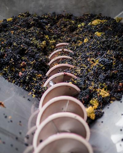 RidgeVineyards's tweet photo. This wine features 89% #Syrah (a black grape) and 11% #Viognier (a white grape), both organically grown at our Lytton Estate.
The grapes were hand-harvested, de-stemmed, and whole berry fermented on the #nativeyeasts in open-top tanks. https://t.co/HzfgGKsfxF