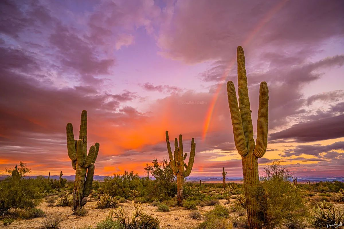 ArizonaTourism's tweet photo. “Try to be a rainbow in someone's cloud.” -Maya Angelou 🌈

📍Surprise
📷: @soapboxinthesky https://t.co/s6uGg4qKsg