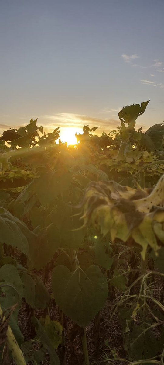 🌻 Sunflower Tour 2023
Visitamos sitios de ensayos #GIRALG comerciales y pre comerciales. Excelente potencial y estabilidad. Gran comportamiento sanitario (tolerancia a phomopsis).

#SOMOSLG
Juntos Producimos Mejor