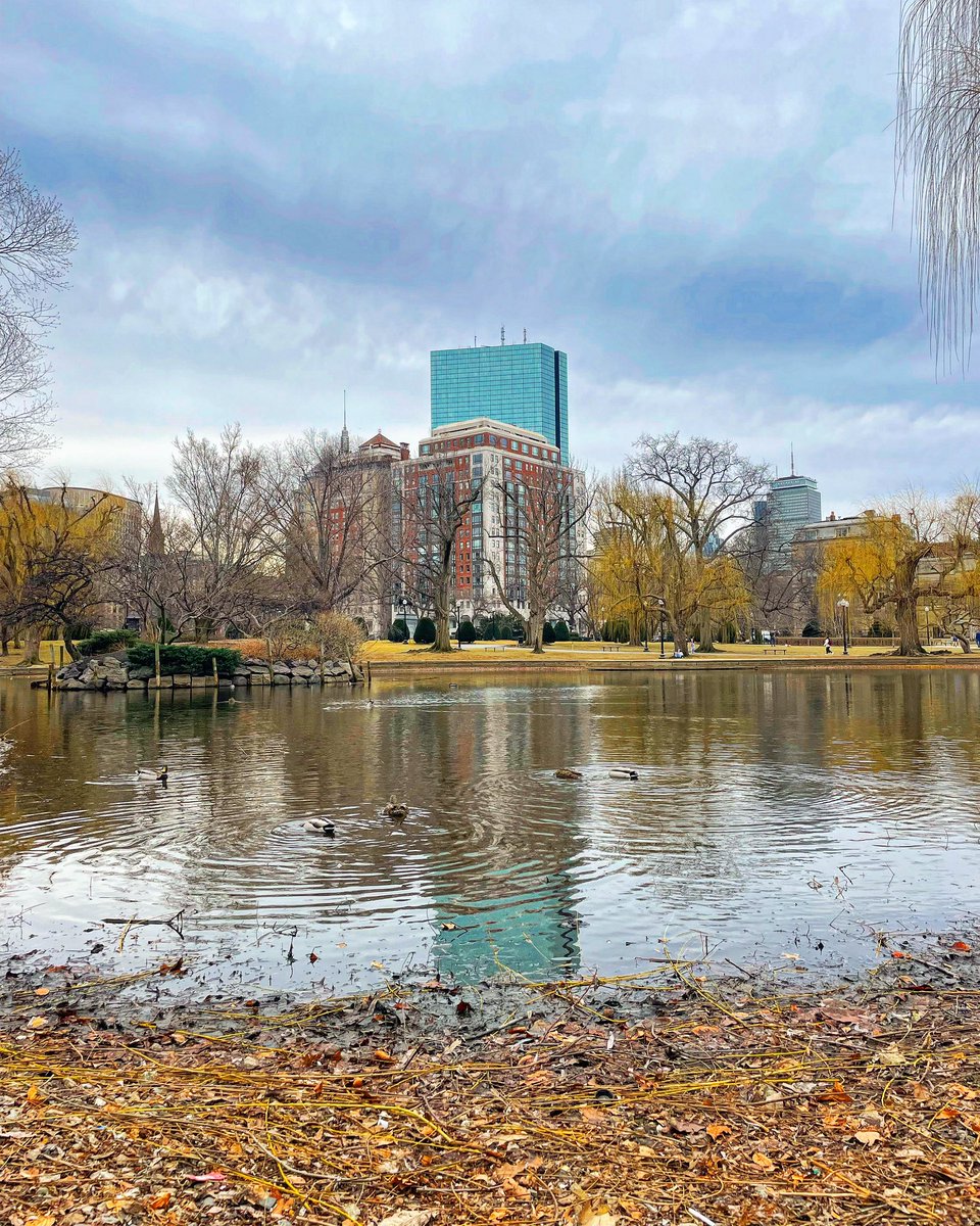 FOPG's tweet photo. #FYI The @BostonParksDept has begun to drain the lagoon. The lagoon is drained annually for maintenance and spring cleaning. It is then refilled 💦 in time for the return of the beloved @SwanBoats. #bosparks #PublicGarden https://t.co/6qqei6xrGW