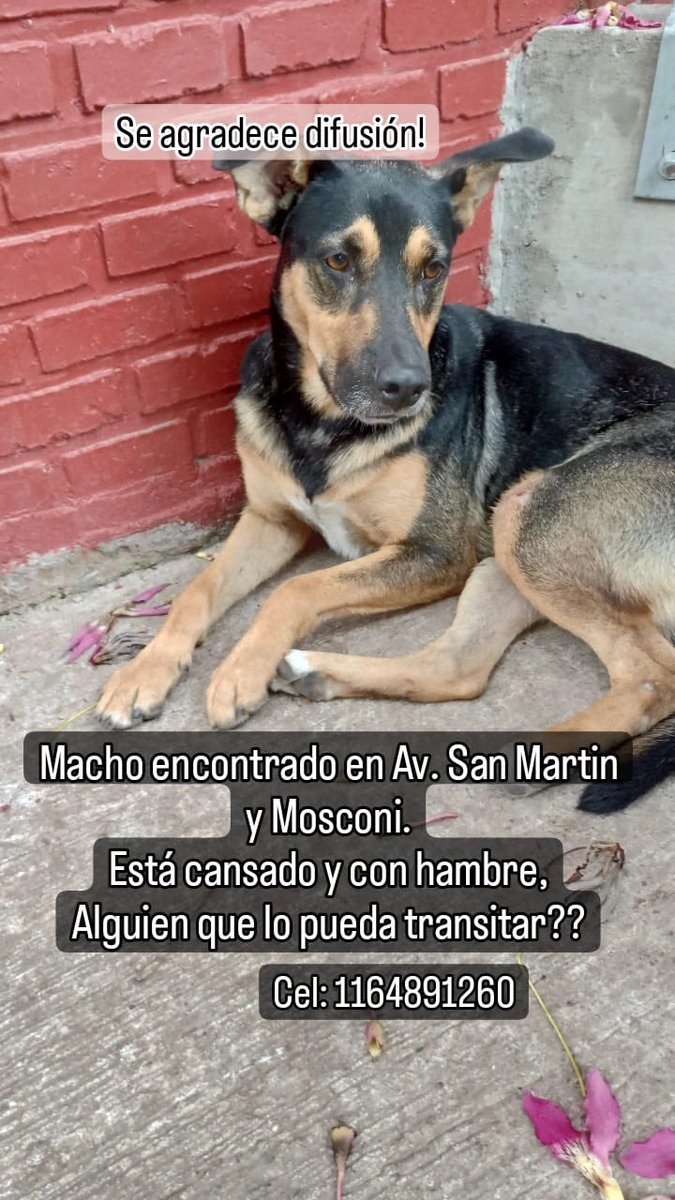 Puchi tweet media