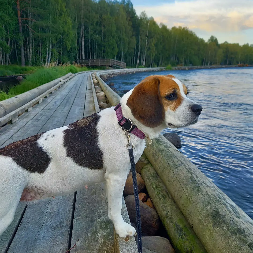 Sari Maarit tweet media