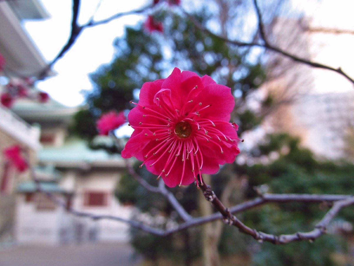 Japanese apricot cultivar with scarlet blossom.

#photography #flowers #botanicalgardens #earlyspring #japan #februaryflowers