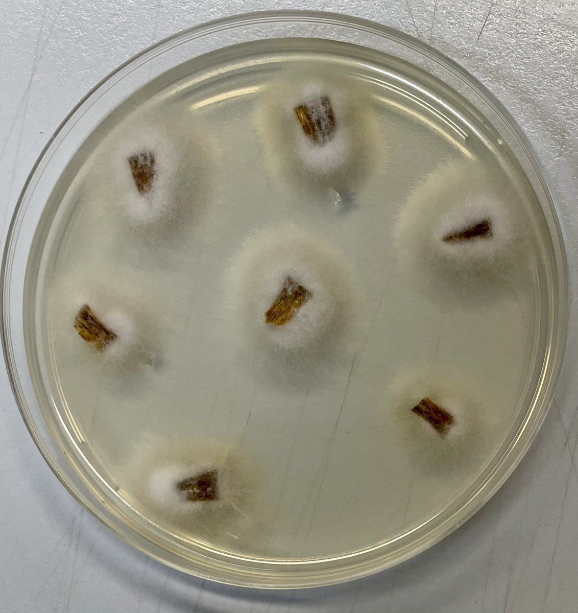 NO foliar symptoms = NO disease??We’ve seen quite lots of this slightly stunted plants with no symptoms, but the vascular was brown, and lots of #Fusarium recovered. Get in touch <a href="/CottonInfoAust/">CottonInfo</a> if suspected. Thanks <a href="/CottonResearch/">CRDC</a> for continuous support of our surveillance!