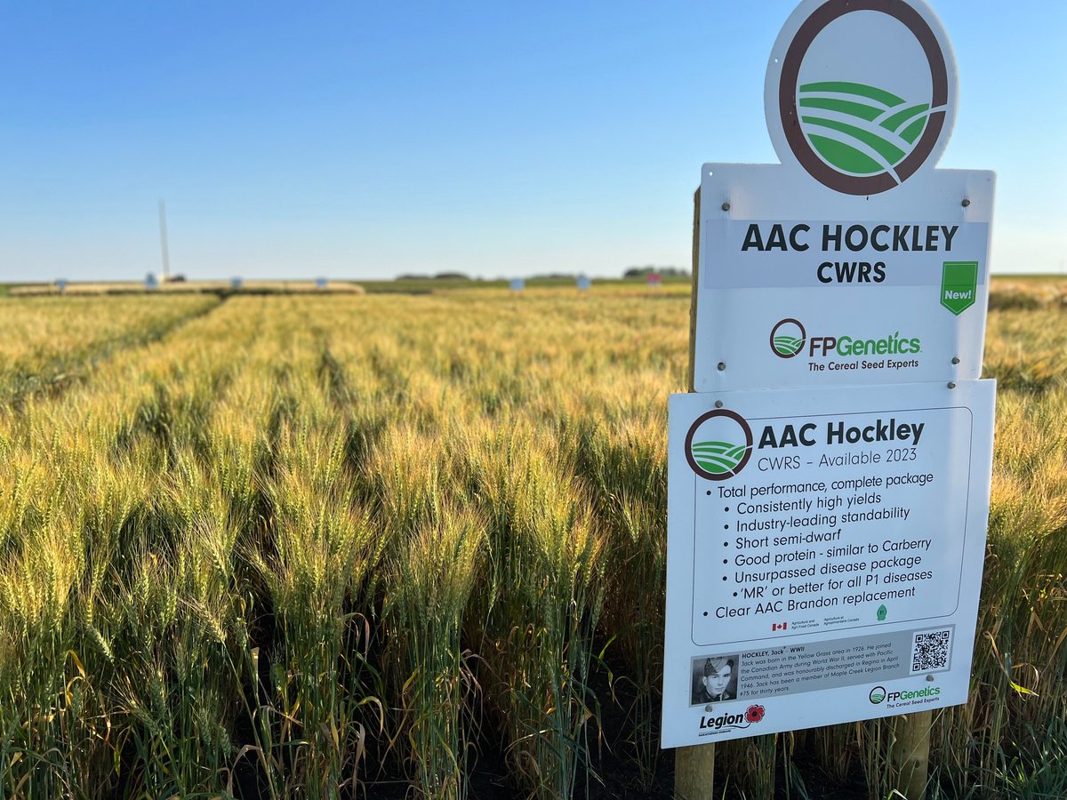 FPColette1's tweet photo. #Wheat Wednesday is here with a #NEW lineup from @FPGenetics #WestCdnAg #plant23 #AACHockley #AACHodgeVB #CDCSilas #CWRSstrong
#Standup #Yield #Diseasebuster @AAFC_Canada @CDC_USask @wheat_dr @SaskLegion https://t.co/uCZDIW8be0