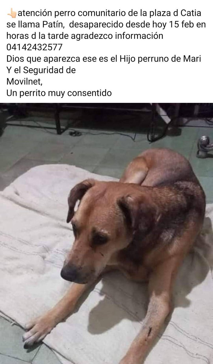 PerroUsuario Wof '•' tweet media