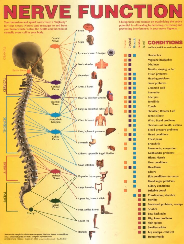 OGdukeneurosurg's tweet photo. Nerves and Functions by level by royal cross. https://t.co/inr6BK2Zco