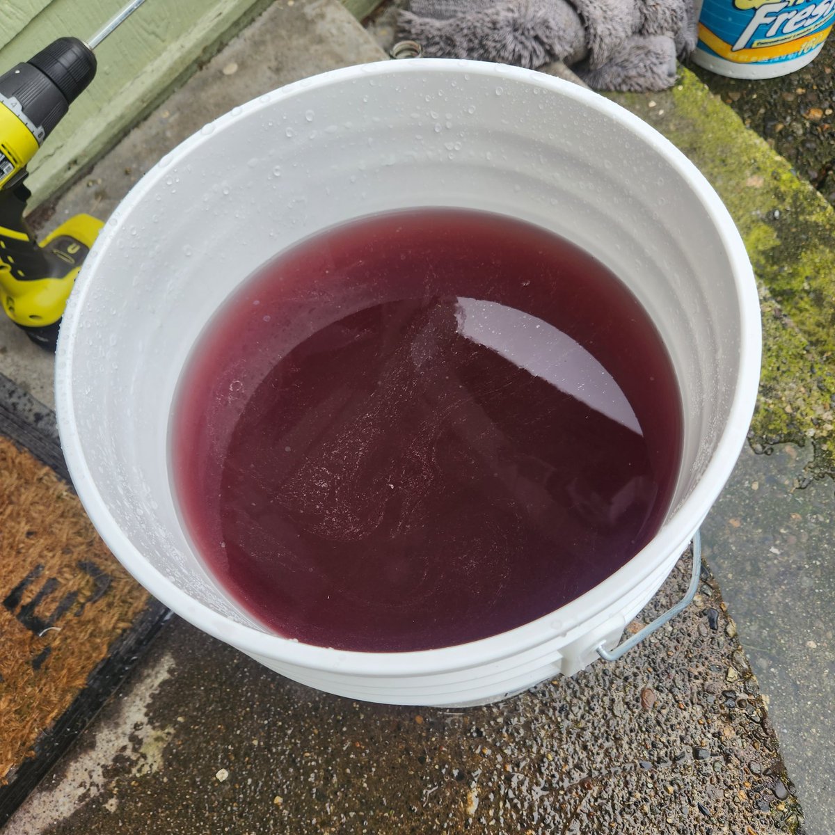 47th_Parallel_'s tweet image. Doin a little 5 gal fresh frozen run of the sex Magick #5 for my personal uses 😈 I love when it comes out this color it's so pretty 😭

#Weedmob #WeedLife #WeedLovers #420community #420Life #cannabisculture #cannabisculture #frosty #hash #freshfrozen #47thparallelgenetics