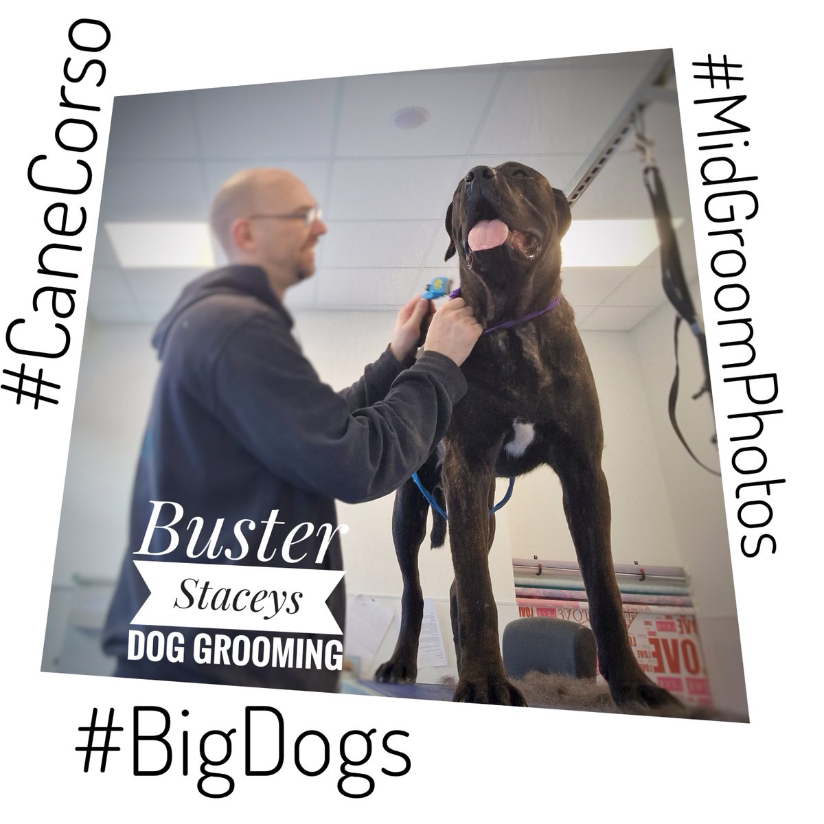 #MidGroomPhotos 

Cant remember if i posted these are not, but Buster was a lovely #BigDog #CaneCorso and we dont see enough of them. 

 #dogsOfFacebook #Leyland #dogGrooming #cleanteeth #DidYouKnowWeCleanTeeth #fun #dogteethbrushing #Lancashire #pets #StaceysDogGrooming