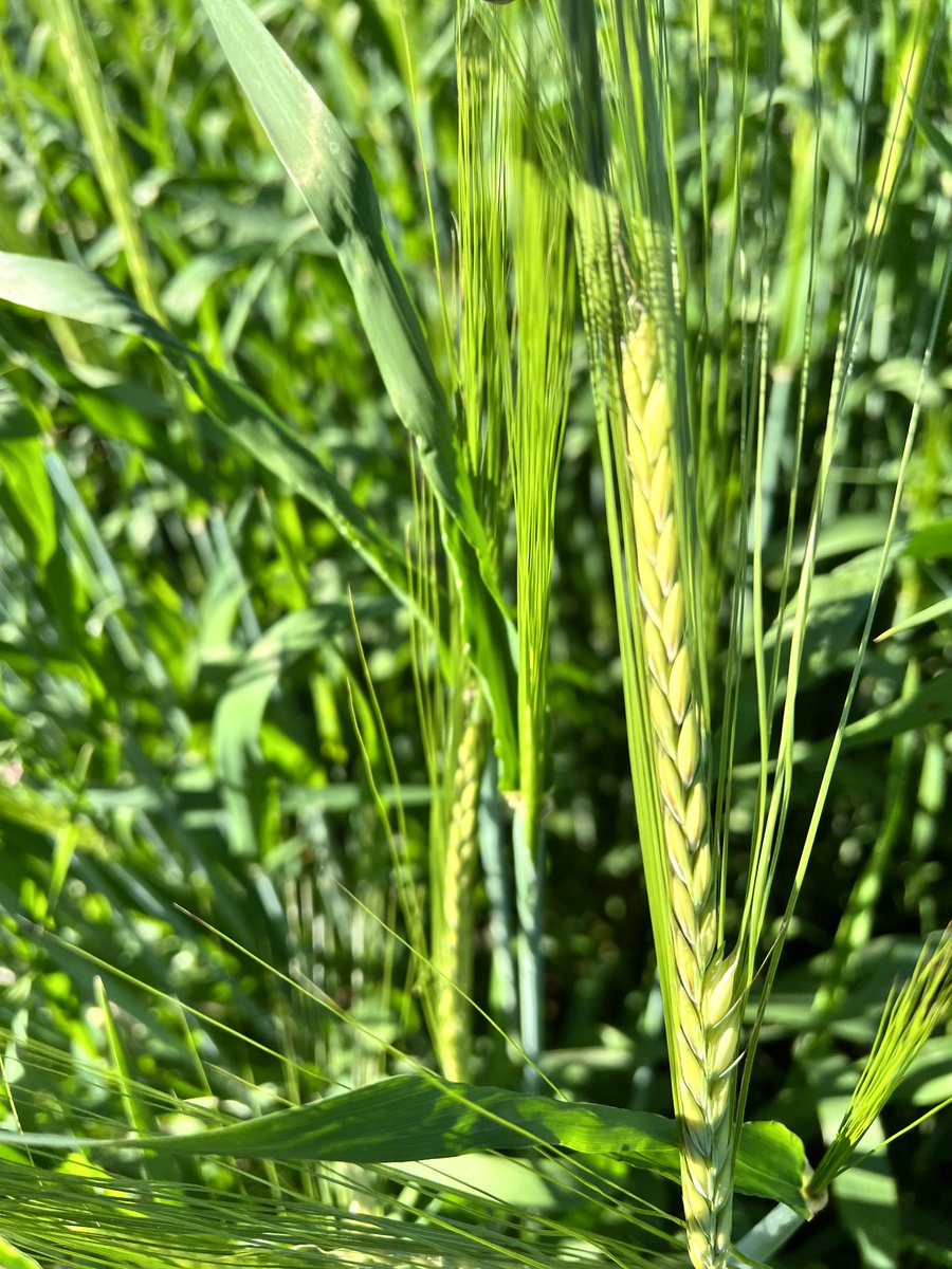 FPColette1's tweet photo. Barley is where its at from #Beer to #Moochew to a little in the stew it might come from one of these @FPGenetics #AACSynergy malt barley #Sirish barley and #ABHague Forage/Feed barley #CDCCopper barley @CDC_USask @AAFC_Canada @barleygoldcrop @OldsCollege https://t.co/d8twnGCEPL