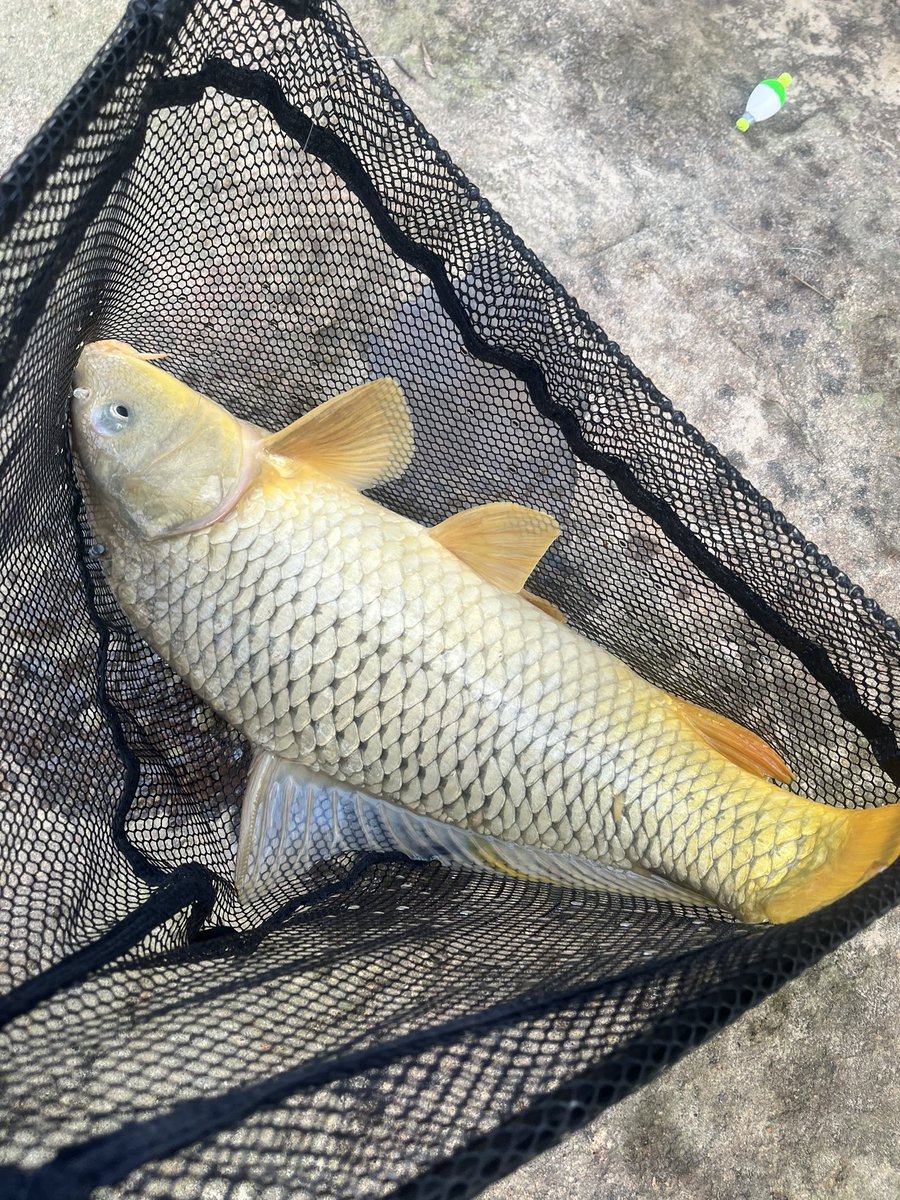 Miguelf330's tweet photo. After a few days of being skunked. Got a carp today. #fishing #carp #angler https://t.co/Hif0Zhx6sD