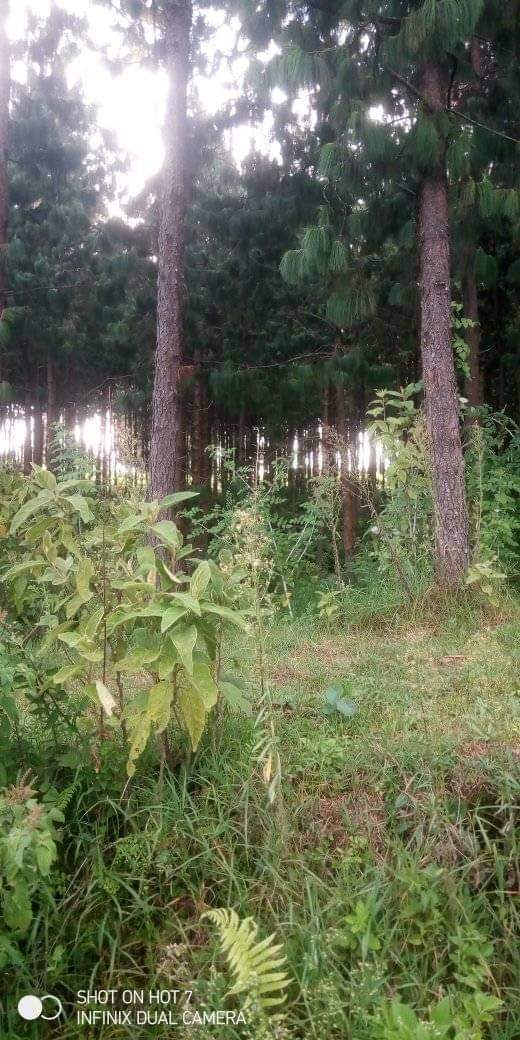 Sasa nimesha gundua shetani ni mwanamke na binadamu ni mwanaume, labda niwakumbushe, aliyeumbwa wa kwanza ni mwanaume, Fufu la kwanza kugundulika ni mwanaume manabii wengi ni mwanaume na wewe fikiria kama mwanaume jazia stori.