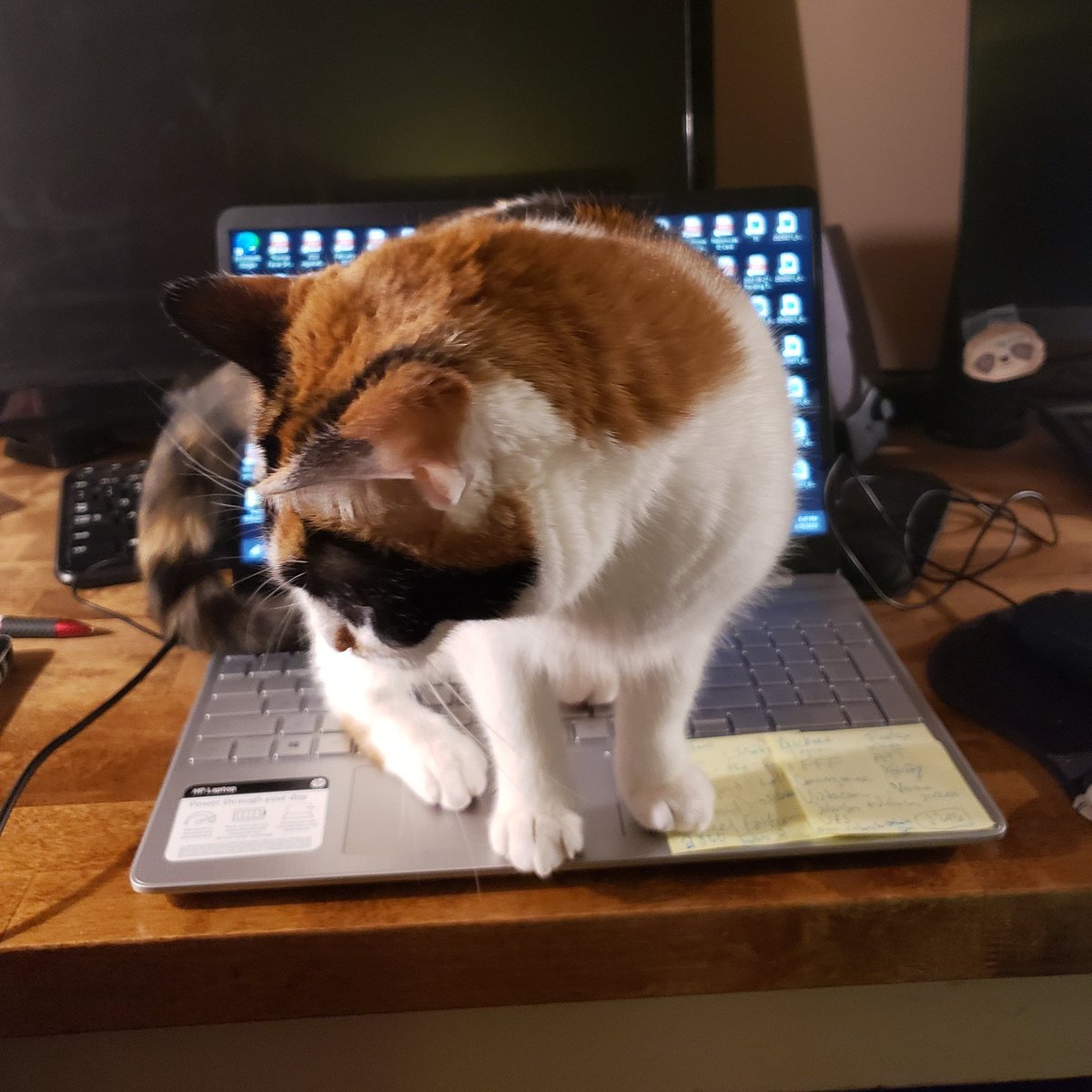 thomas_ferrer's tweet image. This cat... 😆 #NotHelpful #CatsOfTwitter #Cats