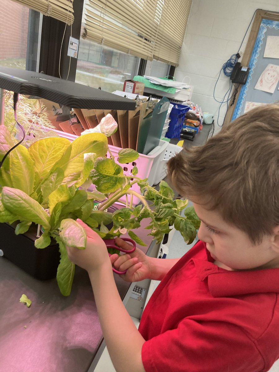 jlachel's tweet photo. Another successful harvest!! Kinder kept asking me to eat the leaves as we were harvesting!! 😂🌱@GreenOurPlanet2 @HSDHurricanes #stem #handsonlearning #hydroponics https://t.co/Y6LsGqTQV0