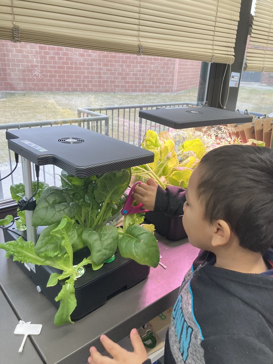 jlachel's tweet photo. Another successful harvest!! Kinder kept asking me to eat the leaves as we were harvesting!! 😂🌱@GreenOurPlanet2 @HSDHurricanes #stem #handsonlearning #hydroponics https://t.co/Y6LsGqTQV0