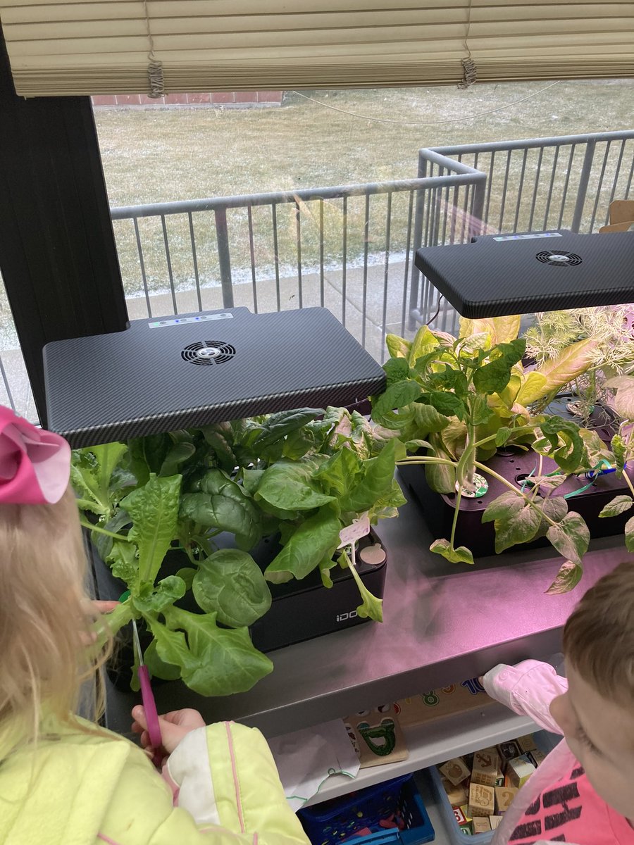 jlachel's tweet photo. Another successful harvest!! Kinder kept asking me to eat the leaves as we were harvesting!! 😂🌱@GreenOurPlanet2 @HSDHurricanes #stem #handsonlearning #hydroponics https://t.co/Y6LsGqTQV0