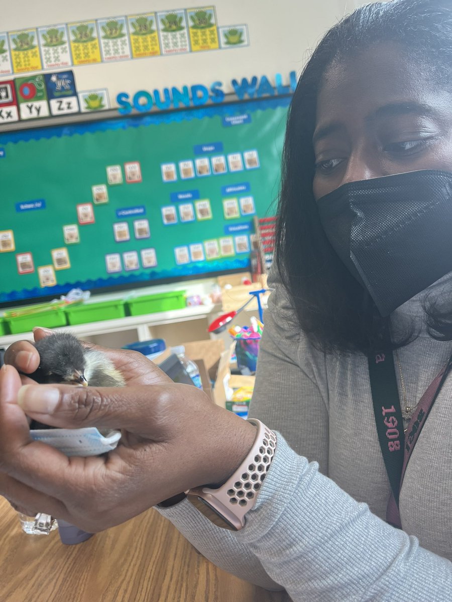 TomanekkaI's tweet photo. The teachers @OakleyTigers are just as, if not more excited about the baby chicks! Singing songs and posing for pictures!!! @HarrisLovesKids #newbabies #photoop #agriculture #lemonpepper #wing #10piecehot #allflats #friedhard #neveragain #inlove #educatorsrule https://t.co/fLYNOd2pWW