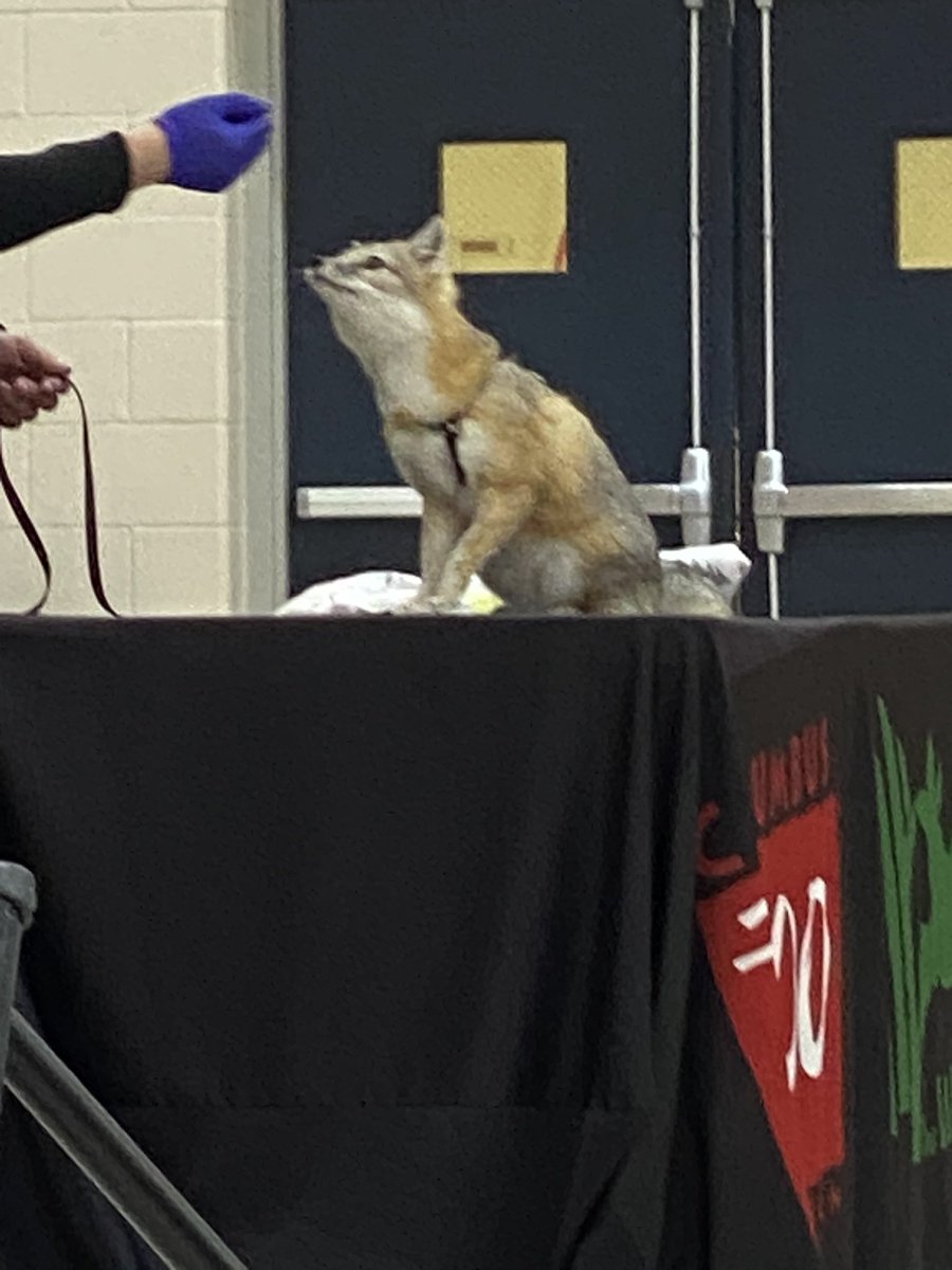 Does a fox like cooked broccoli? This one does!