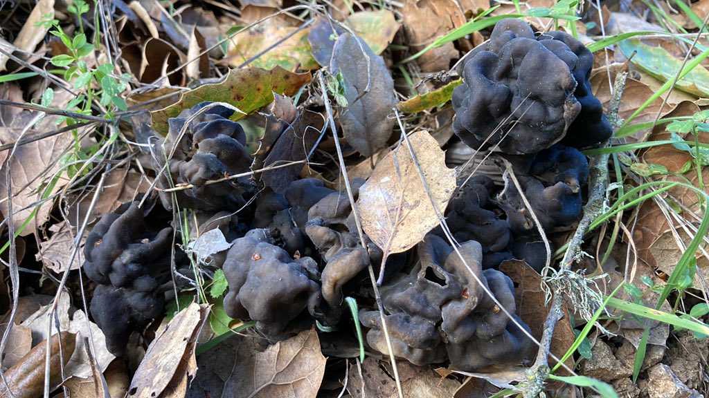 Darwin BondGraham on Twitter "Some helvella decided to pop up also."