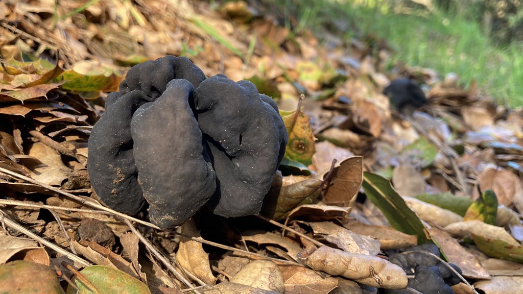 Darwin BondGraham on Twitter "Some helvella decided to pop up also."