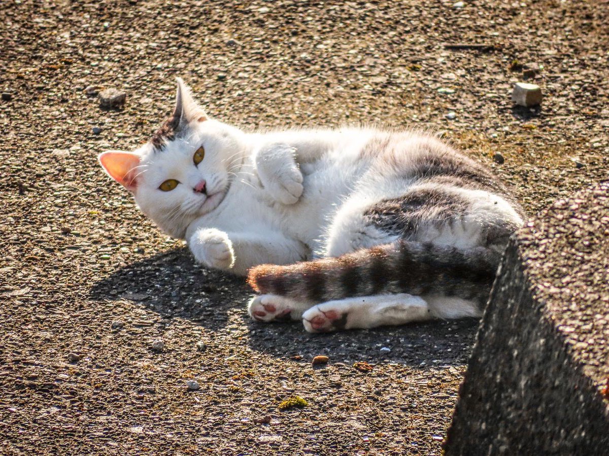 pandacross4wd's tweet photo. 朝からダブルで縁起がイイ
#朝の風景 #和猫 #日本猫 #ねこすたぐらむ #ねこのいる生活 #岐阜市 #清水川 #streetcat #streetcatsofinstagram #catstagram #catlover #のらねこ #まちねこ #ねこのいる暮らし #ねこすきさんと繋がりたい #通勤中 https://t.co/SkeGOLKGDU