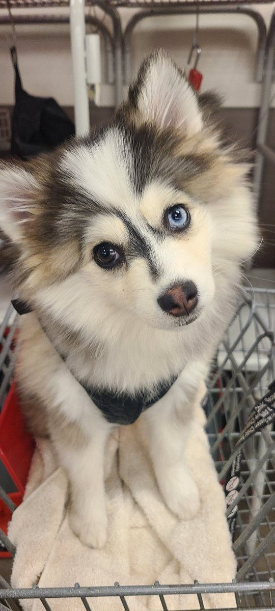 Sorry I'm late tweeting I saw a dog.🤣🐶